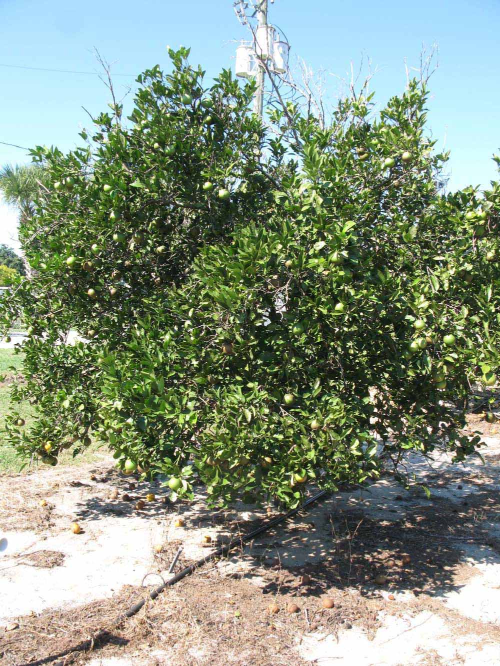            Habit (Winter Haven, FL)   